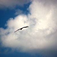 Свобода под облаками! :: Восковых Анна Васильевна 