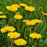 Одуванчиков цвет. :: Михаил Столяров