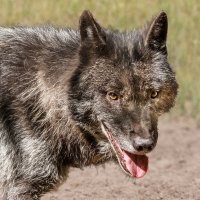 Волк :: SanSan 
