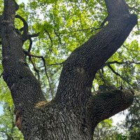 Долгожитель дуб :: Георгиевич 