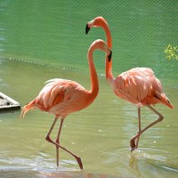 Весна в зоопарке :: Татьяна Лютаева Весна в зоопарке :: Татьяна Лютаева