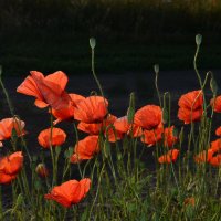 Танго алых мотыльков – на ветру танцуют маки... :: Надежда Куркина 