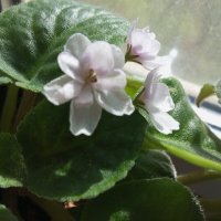 Фиалка :: Елена Семигина