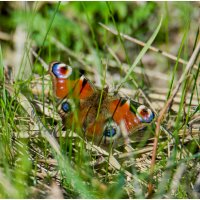 Первые бабочки... :: Sergey (Apg)