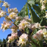 Когда цветут каштаны :: Елена Семигина Когда цветут каштаны :: Елена Семигина