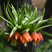 Весна в Ботаническом... :: Наташа ***** Весна в Ботаническом... :: Наташа *****