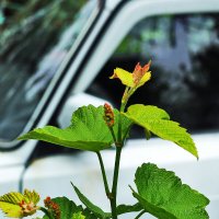 Виноград растёт :: Юрий Гайворонскiий Виноград растёт :: Юрий Гайворонскiий