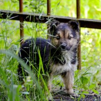 Дитя природы :: Nina Streapan