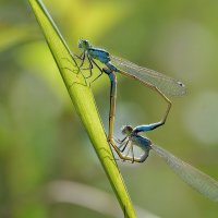 Весна однако.... :: Надежда Куркина Весна однако.... :: Надежда Куркина