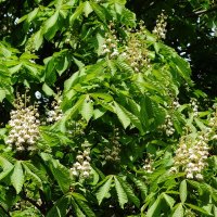 Зацветает Каштан :: Рита Симонова