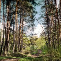 Тропа :: sorovey Sol
