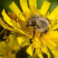 Краски лета. :: Алексей Трухин