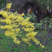 Питерский дворики :: Ольга Питерский дворики :: Ольга