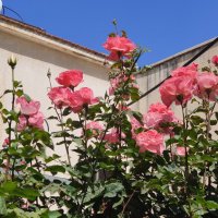 Розы за забором. :: Светлана Хращевская