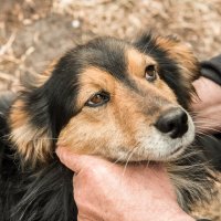 Из серии "Животные на войне". Боец Буся :: Михаил 