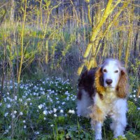 Месяц май... :: liudmila drake