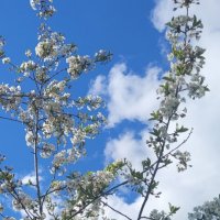Май :: Вера (makivera)