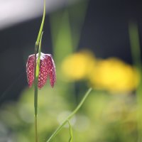 Kungängslilia :: liudmila drake