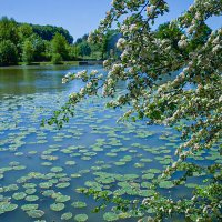 Местный пруд. :: Lucy Schneider 