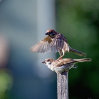 К ноге !!! :: владимир 