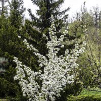 Яблоня в цвету :: Андрей Щетинин