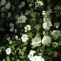 Спирея :: Freddy 97