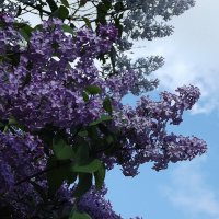 Сирень :: Freddy 97