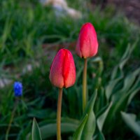 Тюльпаны :: Светлана Мишенёва