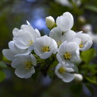 Весенняя  нежность :: Геннадий Супрун