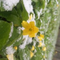 Ветреница :: Сапсан 