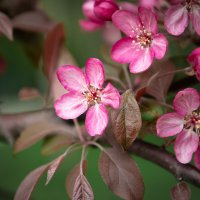 Розовенькое, в цветочках) :: Nyusha .