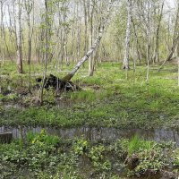 Май :: Наталья Герасимова