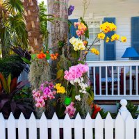 Разные орхидеи :: Мария Делла Разные орхидеи :: Мария Делла