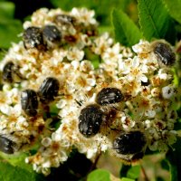 Картинки начала мая  2 :: Александр Прокудин