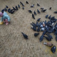 И всем хорошо - и ребенку, и птичкам, и снимающему, и смотрящим (надеюсь) :: Андрей Лукьянов И всем хорошо - и ребенку, и птичкам, и снимающему, и смотрящим (надеюсь) :: Андрей Лукьянов