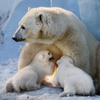 Белый :: SanSan 