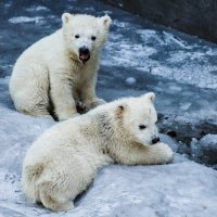 Белый :: SanSan 