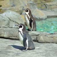 Пингвинчики - милашки :: Татьяна Лютаева