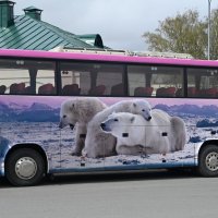 Мишки) :: Митяй Митрич Мишки) :: Митяй Митрич