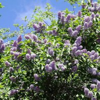 Сирень :: Рита Симонова