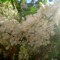 В лучах солнца :: Елена Семигина