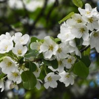 Весна в Ботаническом... :: Наташа *****