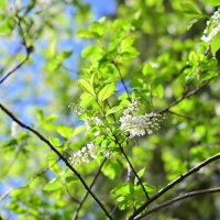 Весеннее настроение :: Владислав Левашов Весеннее настроение :: Владислав Левашов