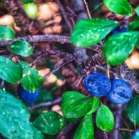 Дачная слива :: Джованни Луче