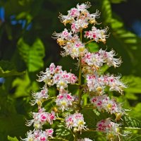 Соцветье каштана :: Giant Tao /