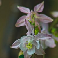 аквилегия гибридная :: Giant Tao /