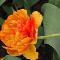 Махровый красавец :: Светлана 