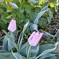 Заморозки :: ZNatasha -