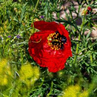 Мак :: Анатолий Чикчирный