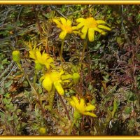 Цветы :: Анатолий Чикчирный